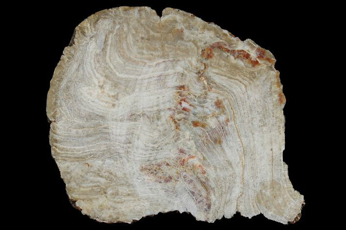 Polished Neoarchean Stromatolite Fossil - Western Australia #180142